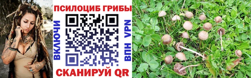 где продают   Сысерть  Псилоцибиновые грибы Magic Shrooms 